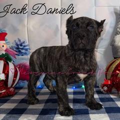 Jack Daniels - Tiger male Perro de Presa Canario puppy in Horizon, Texas from Mesquite Creek Kennels