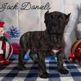 Jack Daniels - Tiger male Perro de Presa Canario puppy in Horizon, Texas from Mesquite Creek Kennels