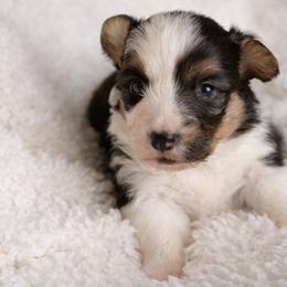 Jennette - Black and tan female Pembroke Welsh Corgi puppy in Beggs, Oklahoma from Blue Diamond Corgi’s