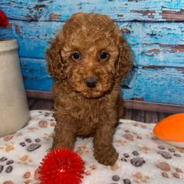 Wade - Red  male Poodle puppy in Lebanon, Missouri from Perkins Pups