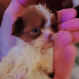 Little Mini Bee - Red and white Shih Tzu puppy in Georgia from 100 Acre Woods Shih Tzu Plantation