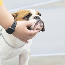Bulldog, Great Dane, and Pointer All Grown Up from Dogma Danes & Pointers & Bulldogs