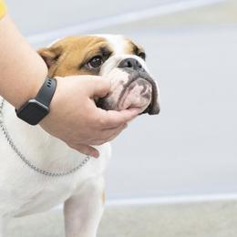 Bulldog, Great Dane, and Pointer All Grown Up from Dogma Danes & Pointers & Bulldogs