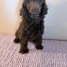 AKC, Clear, Liberty. - Brown female Poodle puppy in Rock Island, Oklahoma from Virelle Poodles