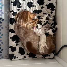 Dachshund and Golden Retriever Puppies from Wyo Dachshunds & Goldens