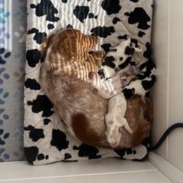 Dachshund and Golden Retriever Puppies from Wyo Dachshunds & Goldens