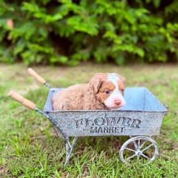 Milan - Red merle male Aussiedoodle puppy in Dunn, North Carolina from Sandy Creek Kennels