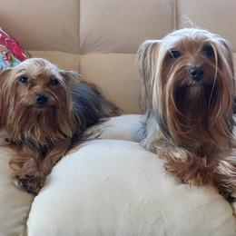 Yorkshire Terrier puppies from Teacup Yorkies for Adoption Near Lebanon Ohio LLC