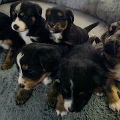 Australian Mountain Doodle, Bernedoodle, Companion Cross, and Shihpoo Puppies from Perfect Companion Puppies