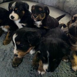 Australian Mountain Doodle, Bernedoodle, Companion Cross, and Shihpoo Puppies from Perfect Companion Puppies