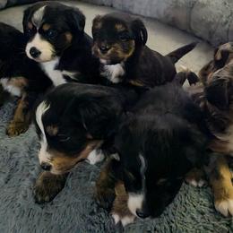 Australian Mountain Doodle, Bernedoodle, Companion Cross, and Shihpoo Puppies from Perfect Companion Puppies