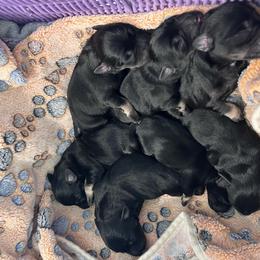 Girl 1 - Black and silver female Miniature Schnauzer puppy in Springfield, Tennessee from My Lovable Schnauzers