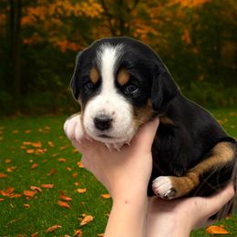 Bliss - Mint - Black, white and red female Greater Swiss Mountain Dog puppy in Everett, Pennsylvania from Sweet Stream Swissies