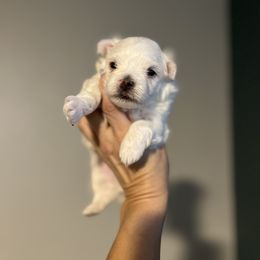 Maltese Puppies from Genice’s Small Wonders