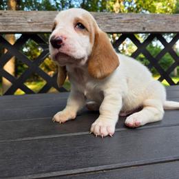 Zeplin - Lemon and white male Basset Hound puppy in Denison, Texas from Emma Lou's Baby Bassets