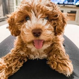 Bernedoodle and Cockapoo All Grown Up from Waggle Doodles