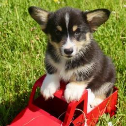 Jaq (2600) - White and black male Pembroke Welsh Corgi puppy in Valley, Washington from Corgis of the Mountain Valley