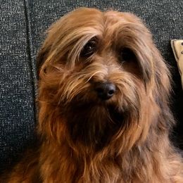 Havanese, Havapoo, and Labrador Retriever Puppies from Joyful Havanese, Havapoo, and Labs
