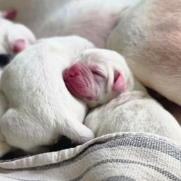 Winton - White male American Bulldog puppy in Homer, Georgia from Valor American Bulldogs