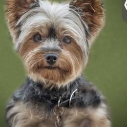 Luna - Yorkshire Terrier