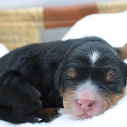 Girl 5 - female Bernedoodle puppy in Saratoga Springs, Utah from Saratoga Springs Doodles
