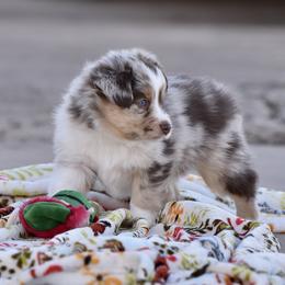 Muffin - Red merle female Miniature Australian Shepherd puppy in Wichita Falls, Texas from Shooting Stars Ranch Toy and Mini Aussies