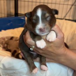 Zinfandel - Red tri male Miniature Australian Shepherd puppy in Massapequa, New York from All That Auss Mini Aussies