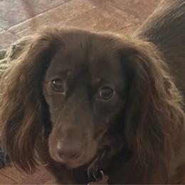 Freya - Dachshund