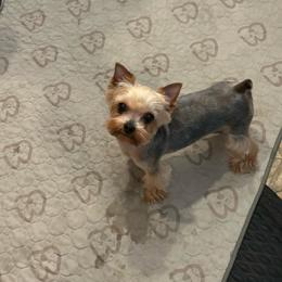 Earthmountains Celestial Beauty - Blue and gold female Yorkshire Terrier puppy in Erda, Utah from Earthmountain Yorkies