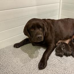 Daphne - Chocolate female Labrador Retriever puppy in Turner, Maine from Bear Pond Retrievers