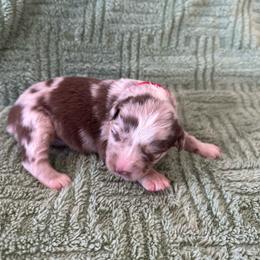 Red Merle Female - Red merle female Australian Shepherd puppy in Morristown, Tennessee from Lakeway Farms