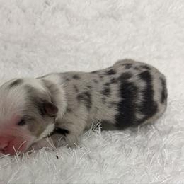 Lori Darling - Blue merle female Miniature Australian Shepherd puppy in Hillsville, Virginia from Lottie's Mini Aussies