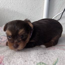 Empress - Chocolate and tan female Yorkshire Terrier puppy in Jacksonville, Florida from TLJ Choco Yorkie Love