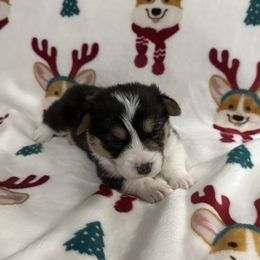 Pembroke Welsh Corgi Puppies from Anita’s little Corgi Haven