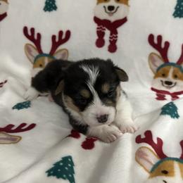 Pembroke Welsh Corgi Puppies from Anita’s little Corgi Haven