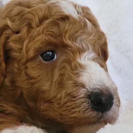Goldendoodle Puppies from Americana Paws