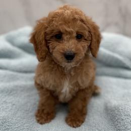 Boy 3 - male Goldendoodle puppy in Kansas City, Kansas from Bella & Ivy’s Mini Goldendoodles of KC