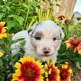 Sara - Blue merle female Australian Shepherd puppy in Wauneta, Nebraska from 4H Aussies