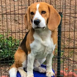 Beagles from Aloha Spirit Beagles