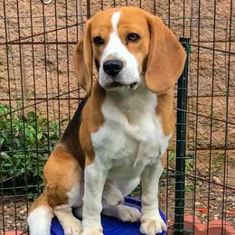 Beagles from Aloha Spirit Beagles