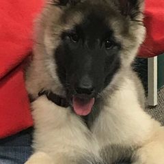 Belgian Tervuren Puppies from Devoue Belgians