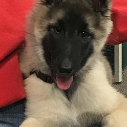 Belgian Tervuren Puppies from Devoue Belgians