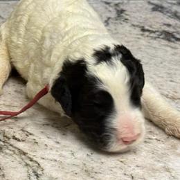 Socks - Black and white male Sheepadoodle puppy in Chesapeake, Virginia from Doodle-Cove