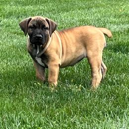 Sprig - Brown female Boerboel puppy in Guysville, Ohio from Fueled Kennel