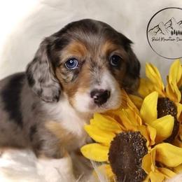 Dachshund Puppies from Bald Mountain Dachshunds