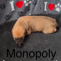 Nickname:  Monopoly - Red Whippet puppy in Ransomville, New York from Painted Stars Farm