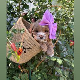 Bernedoodle, Cavapoo, Goldendoodle, and Poodle Puppies from Gypsi Doodles & Poodles