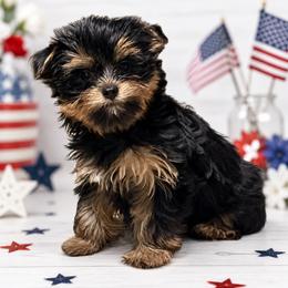 Hershey - Black and tan female Yorkshire Terrier puppy in Knoxville, Tennessee from Little Yorkie Company