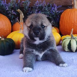 Rusty - Red male Shiba Inu puppy in Clayton, Illinois from Adorable-Puppies