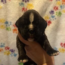 Zina - Brindle female Boxer puppy in Daviess County, Kentucky from Blissful Euro Boxers & French Bull Dogs